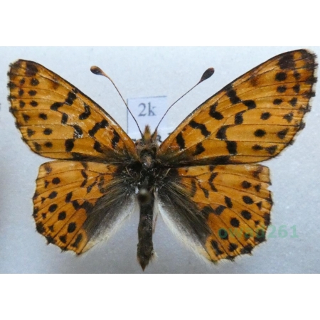 Boloria graeca (Staudinger, 1870) Bulgaria2k
